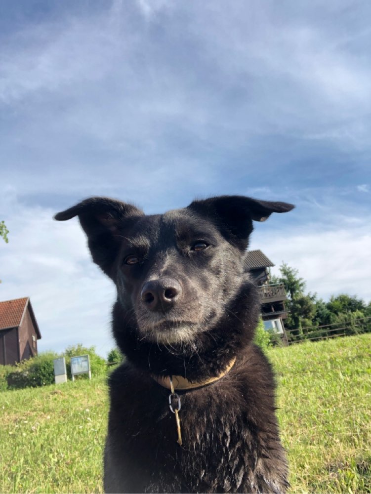 Hundetreffen-Gassirunde-Profilbild