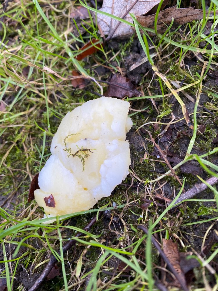 Giftköder-Evtl. Giftköder-Profilbild