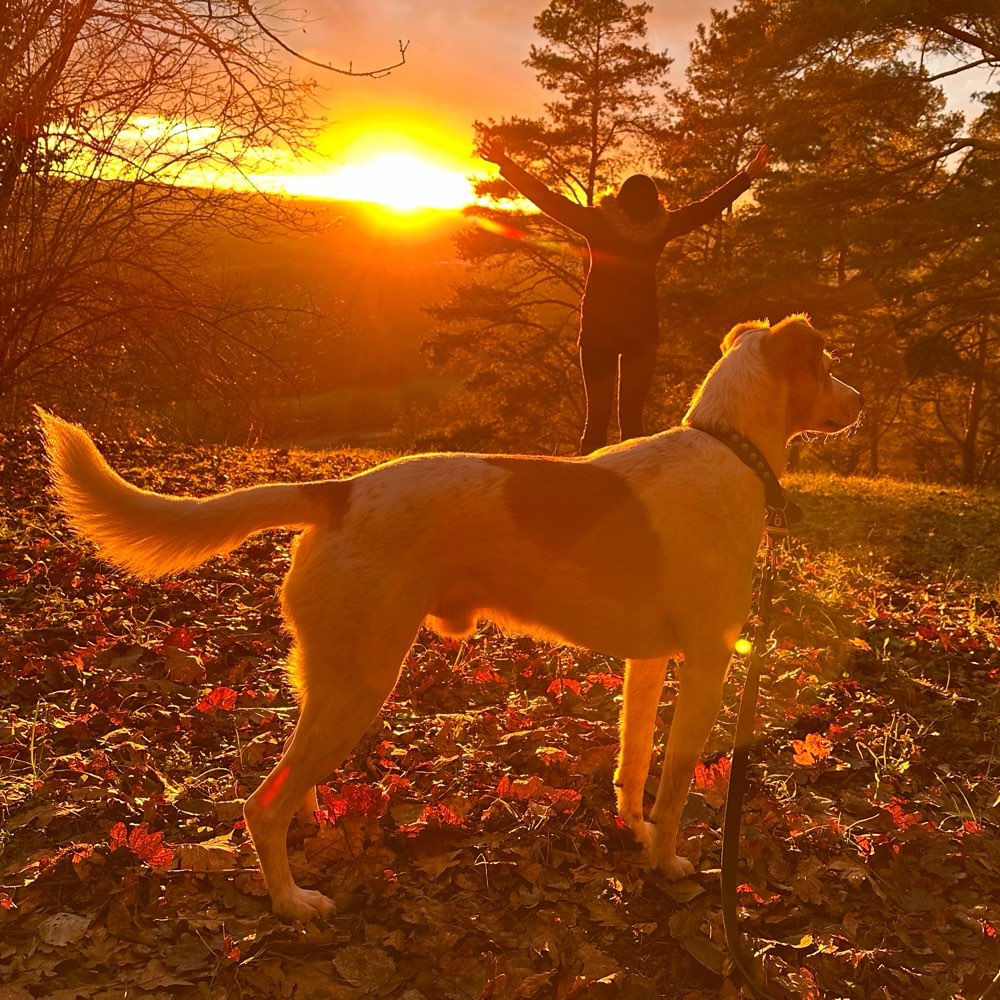 Hundetreffen-Benni liebt Spielen und Rennen-Profilbild