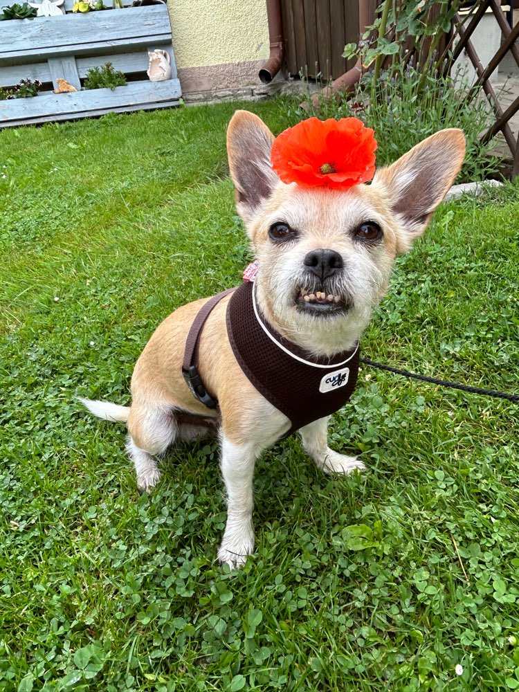 Hundetreffen-Gassirunden/Neue Kontake - Klingenberg Umgebung 🫶🏻-Profilbild