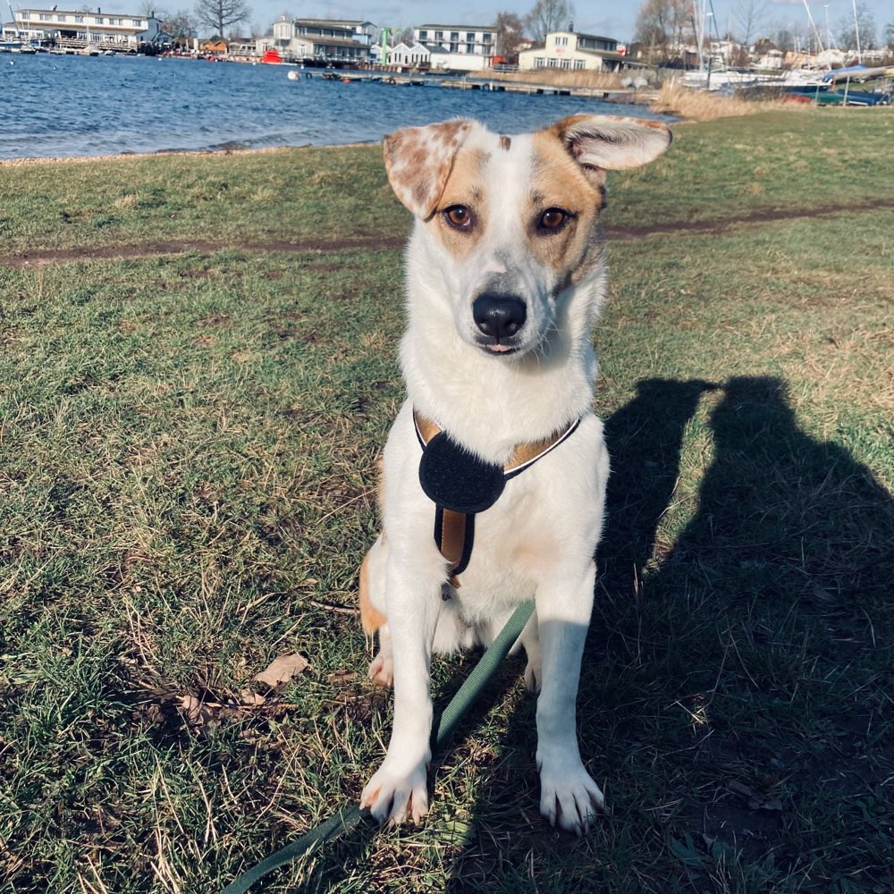 Hundetreffen-Gassi, Toben, Spielen - Agra/Cossi/Markkleeberger See-Profilbild