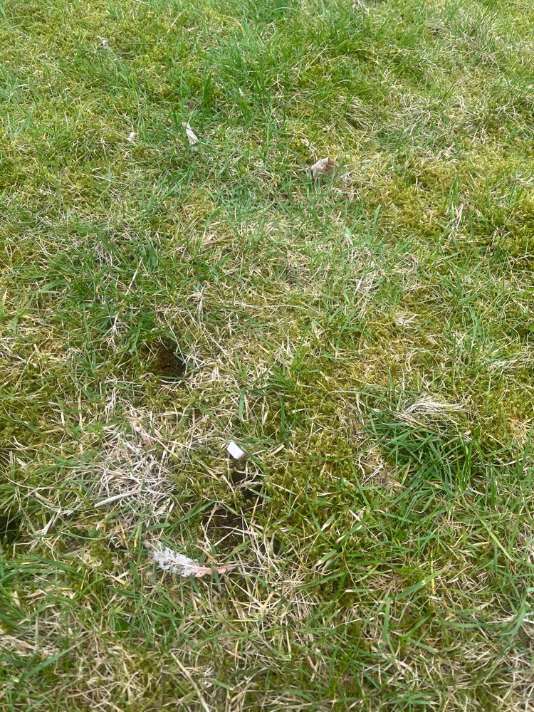 Giftköder-Giftköder - Wiehagen-Profilbild