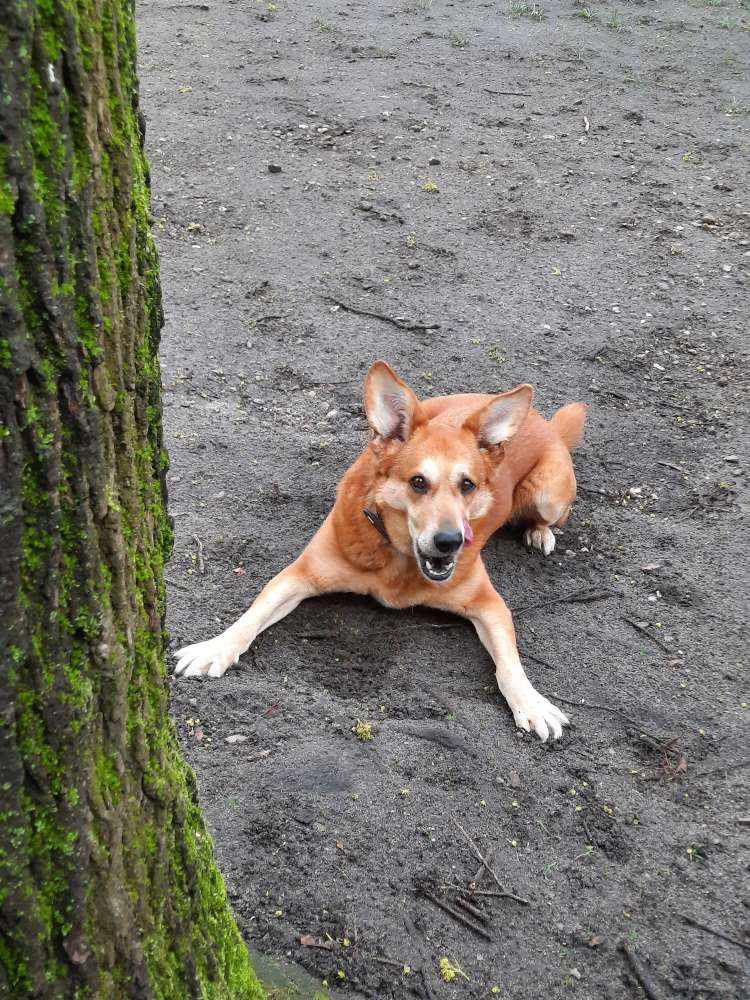 Hundetreffen-Sozialisierungsdates-Profilbild