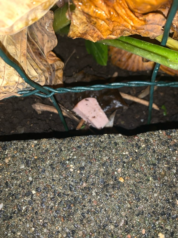 Giftköder-Fleischwurststücke-Profilbild