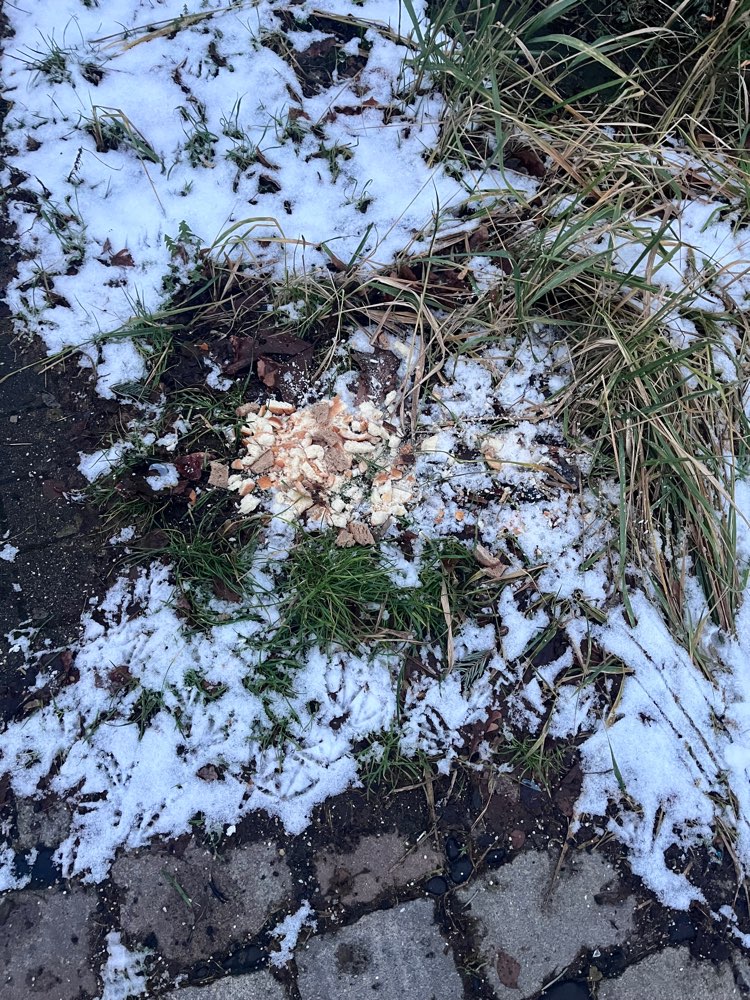 Giftköder-Vorsicht Vermutlich Giftköder-Profilbild