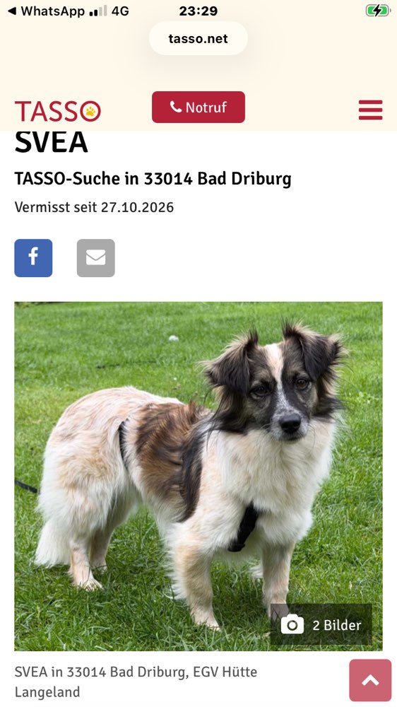 Suchmeldung-Ava (Svea)-Profilbild