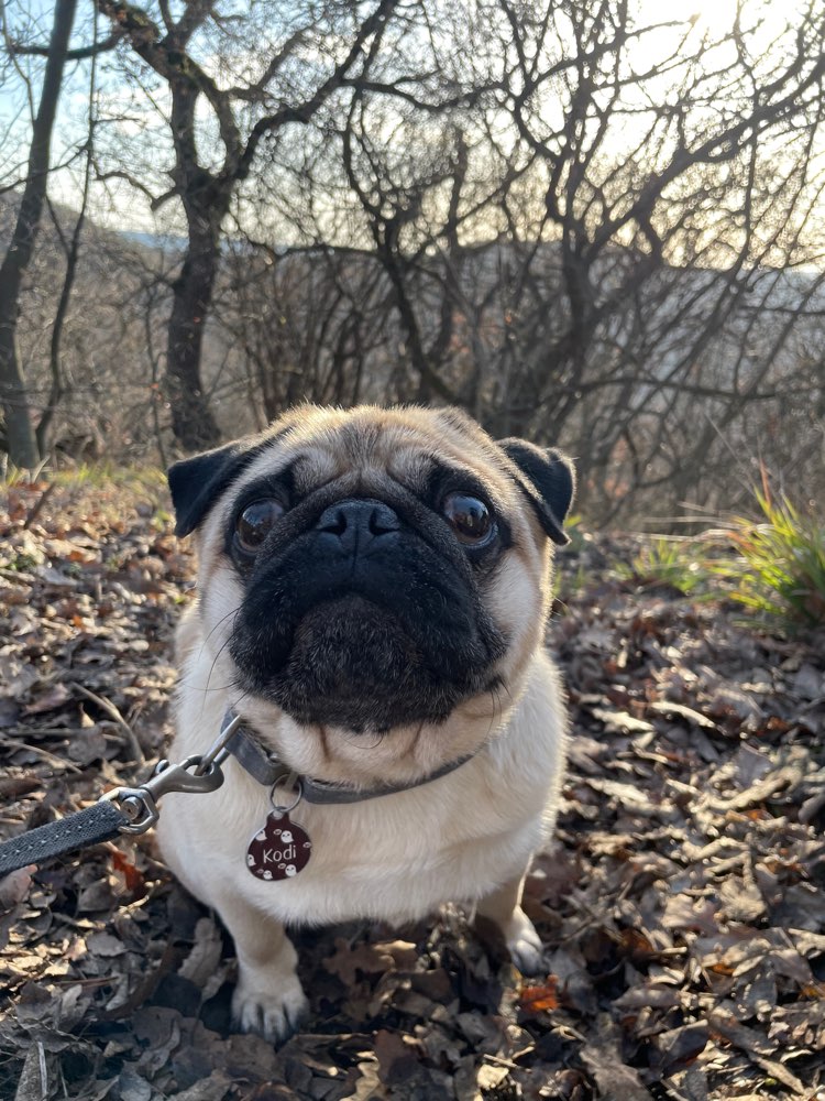 Hundetreffen-Freunde gesucht in Türnich-Profilbild