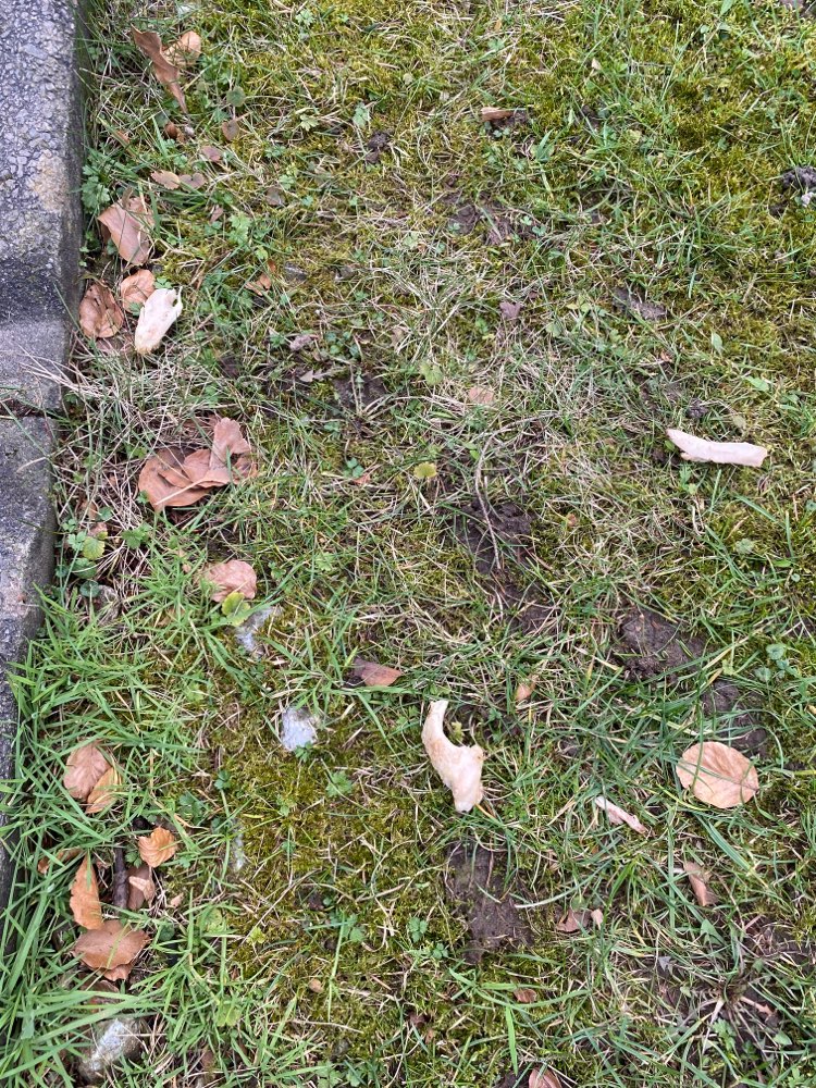 Giftköder-Gekochtes Hühnchen-Profilbild