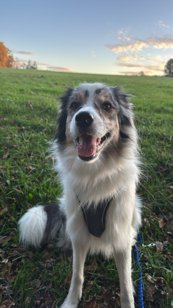 Hundetreffen-Border Collie/ Australien Sheppard treffen-Profilbild