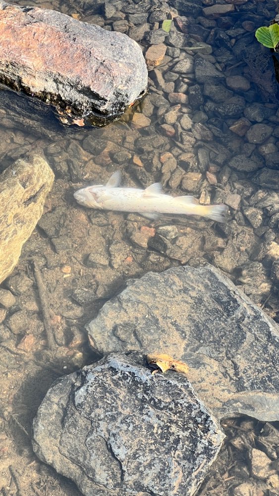 Giftköder-Tote Fische im Wasser-Profilbild