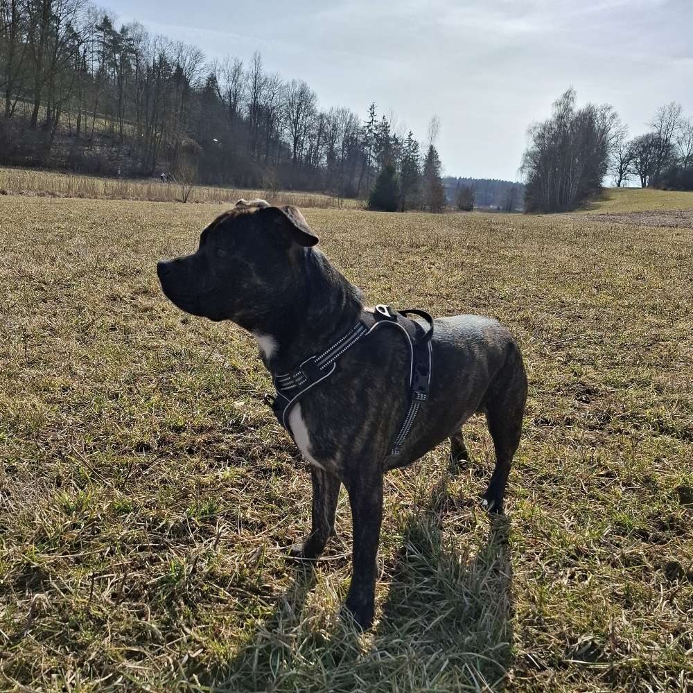 Hundetreffen-Gassirunde mit Spieleinheiten mit Milow-Profilbild