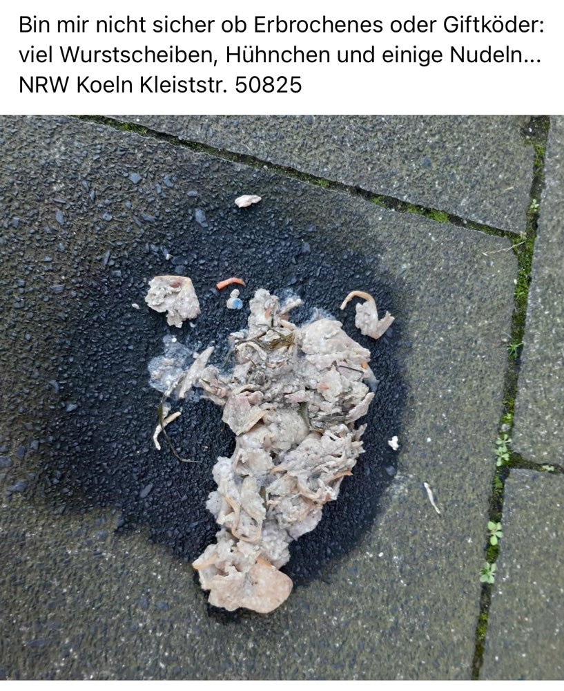 Giftköder-Eventuell Giftköder-Profilbild