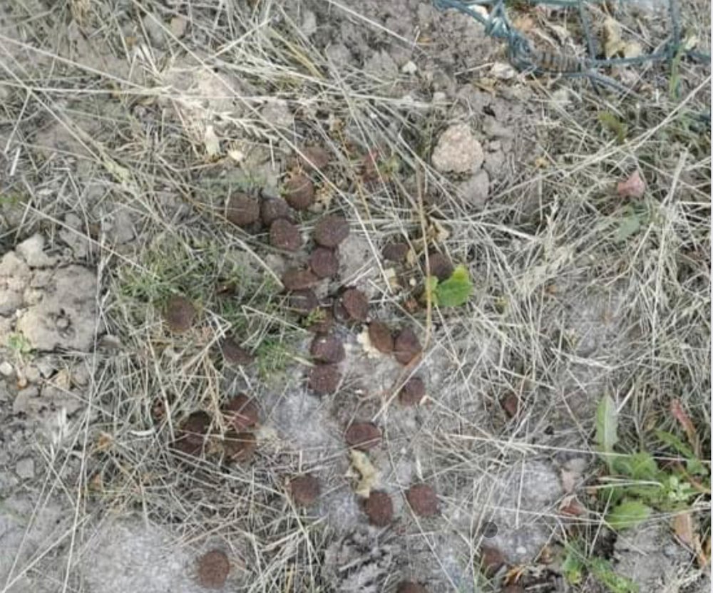 Giftköder-Verstreutes Hundefutter beim Bauhof-Profilbild