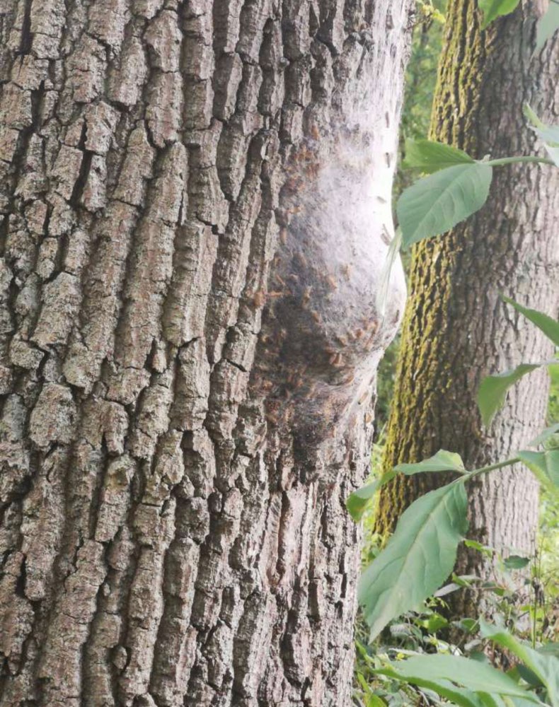 Giftköder-Eichenprozessionsspinner-Profilbild