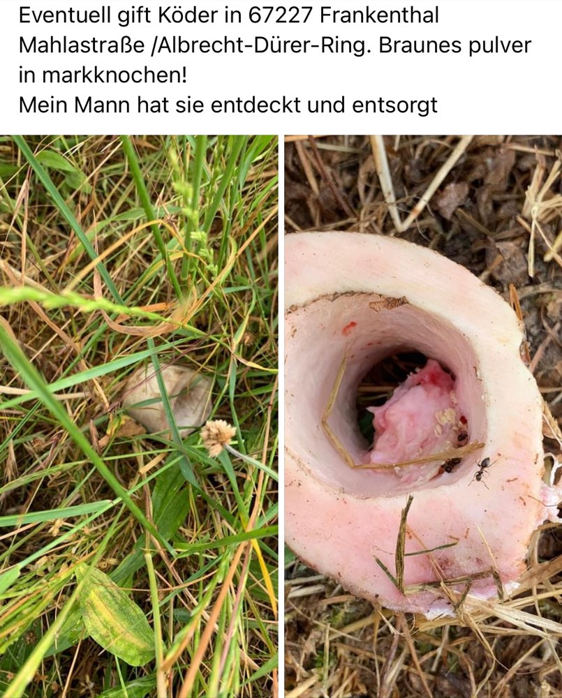 Giftköder-Giftköder - braunes Pulver in Markknochen-Profilbild
