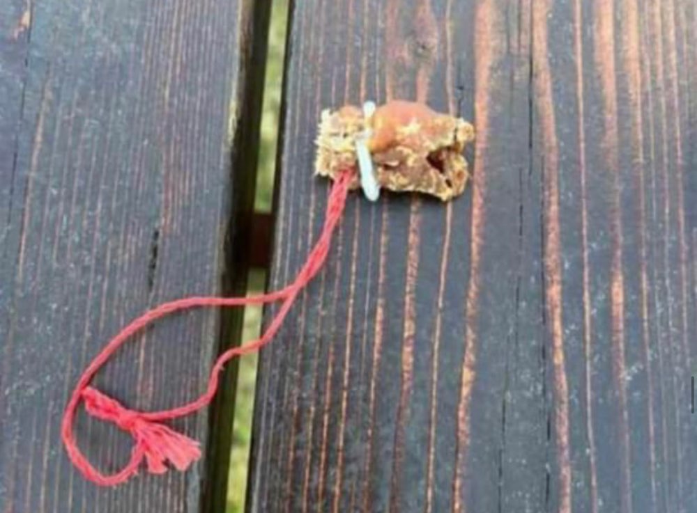 Giftköder-Giftköder im Gewerbegebiet Stubbendorf-Profilbild