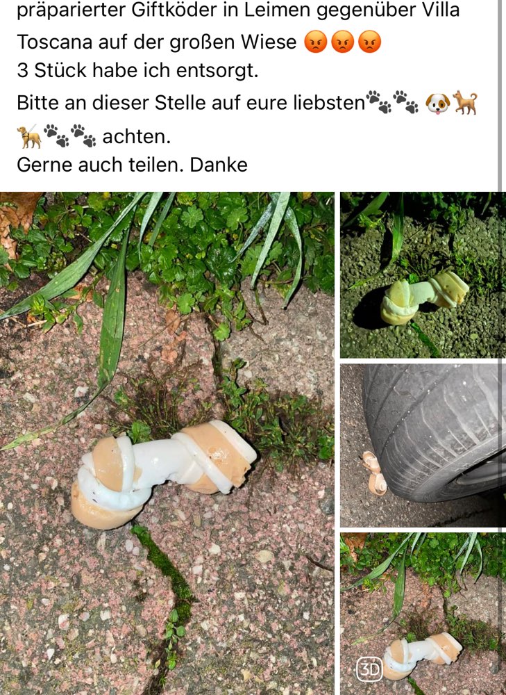 Giftköder-Präparierter Köder ggü. der Villa Toscana-Profilbild