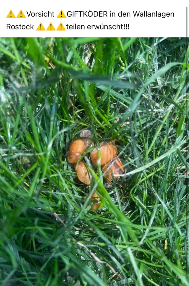 Giftköder-Giftköder in den Wallanlagen-Profilbild