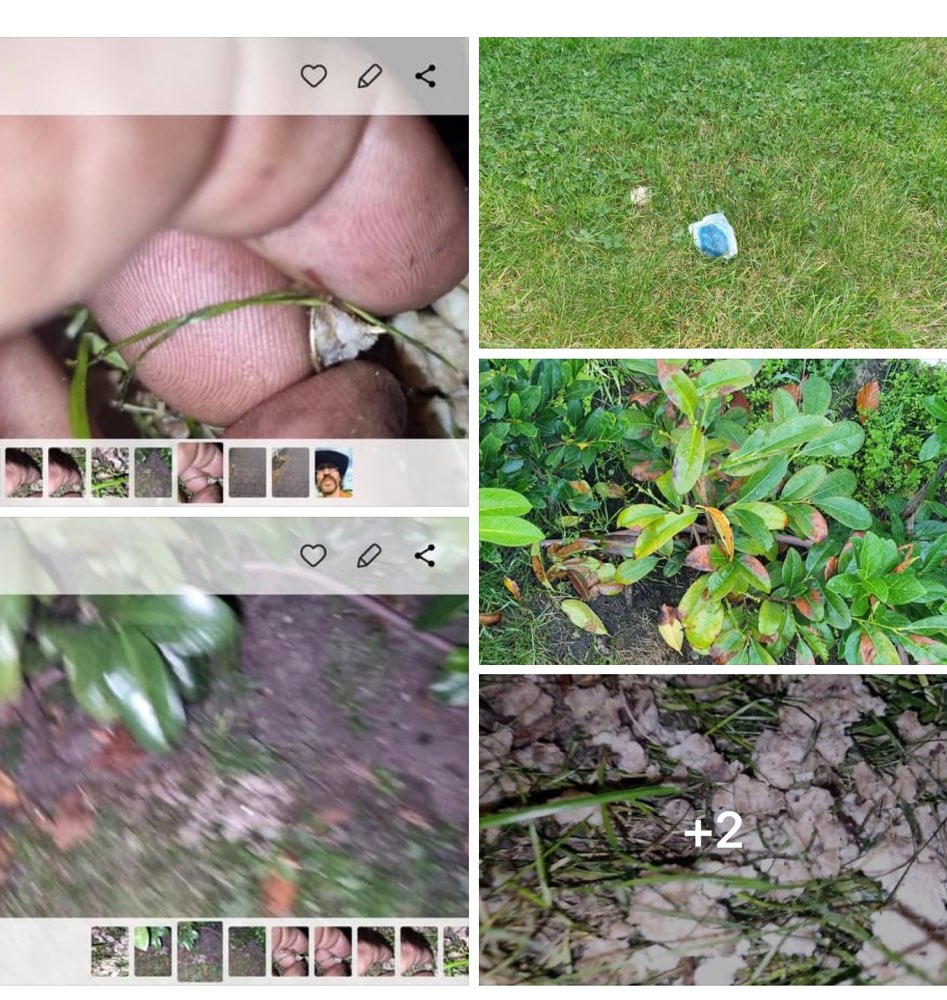 Giftköder-Achtung: verteiltes Rattengift-Profilbild