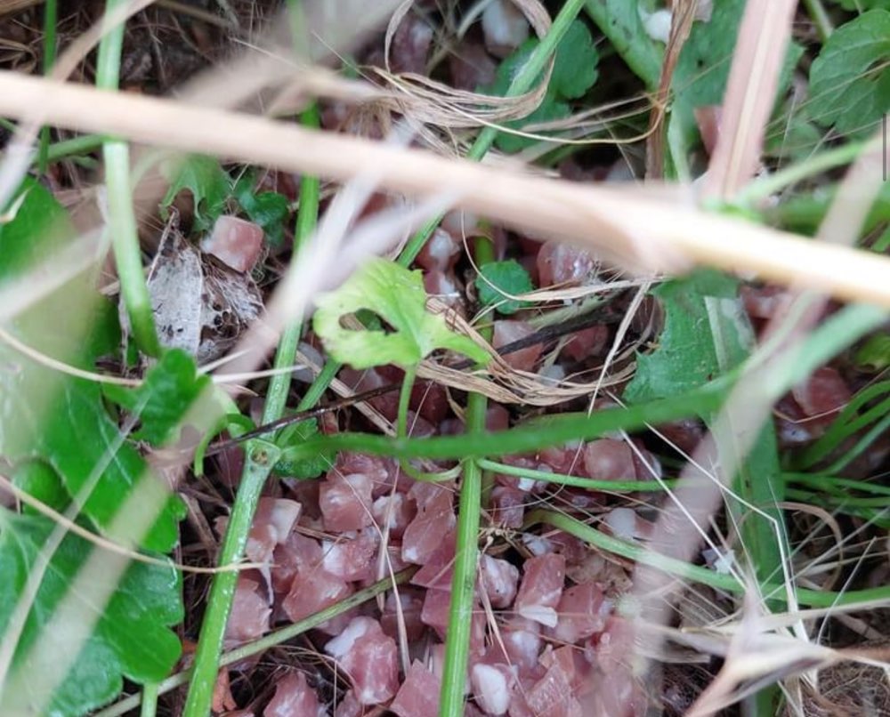 Giftköder-Eventuell präparierte Schinkenwürfel-Profilbild