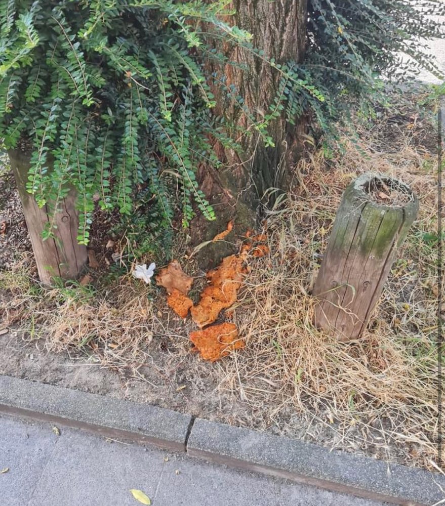 Giftköder-Vermutlich Giftköder im Frankenberger Viertel-Profilbild