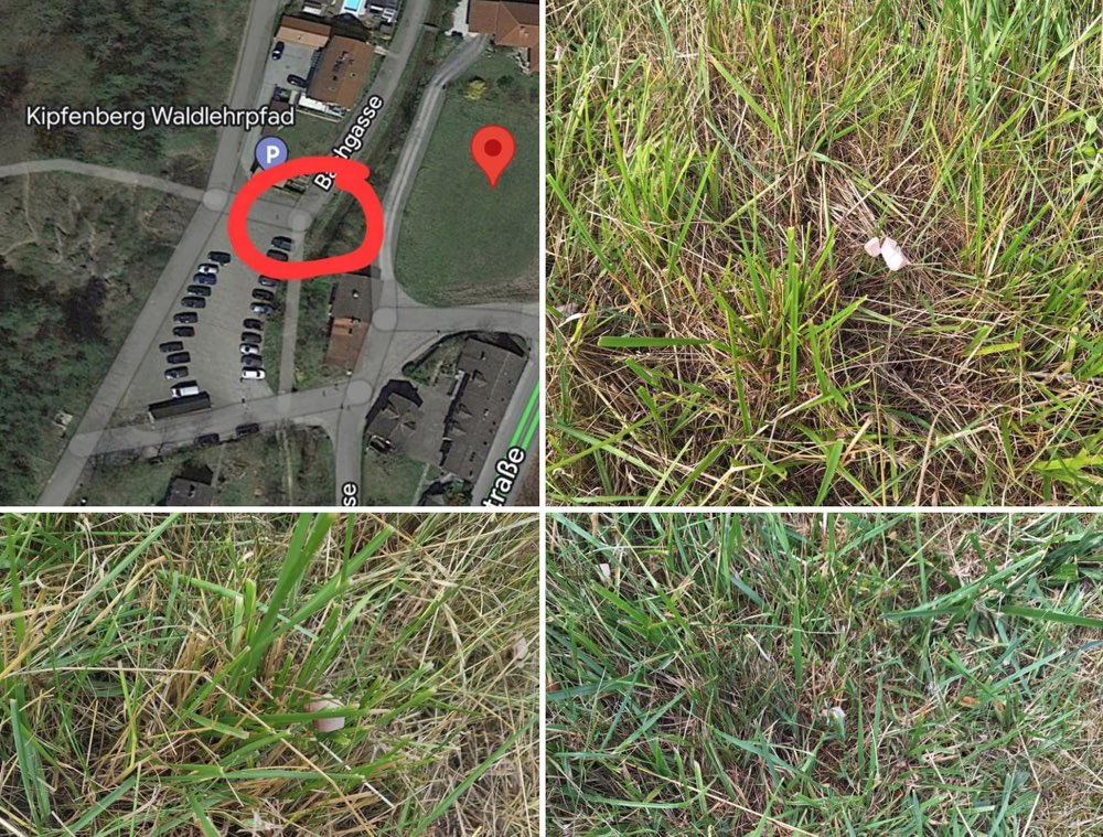 Giftköder-Achtung, vermutlich Giftköder in Kipfenberg ausgelegt-Profilbild