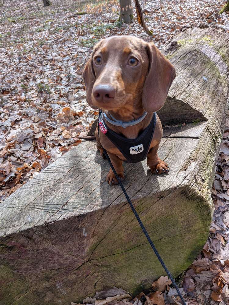 Hundetreffen-Spaziergang Schönholzer Heide-Profilbild