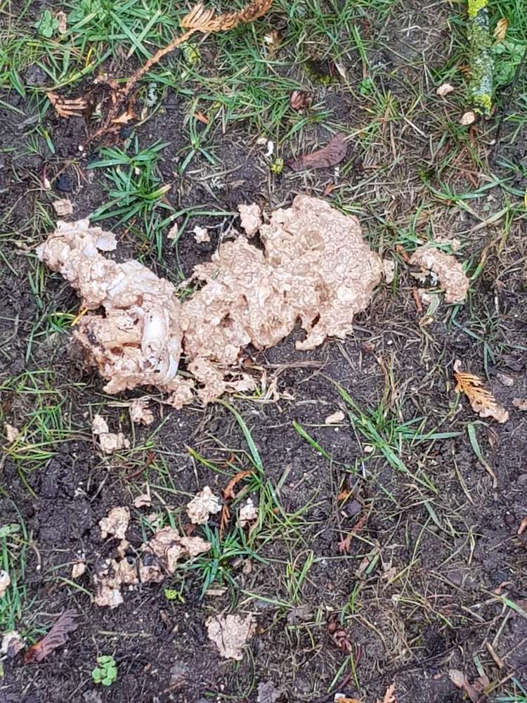 Giftköder-Undefinierbare Haufen-Profilbild