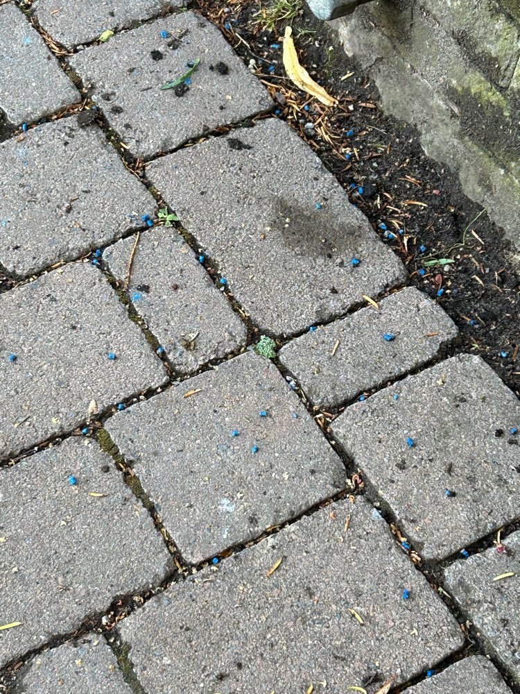 Giftköder-Blaue Körner / Gift auf dem Friedhof-Profilbild