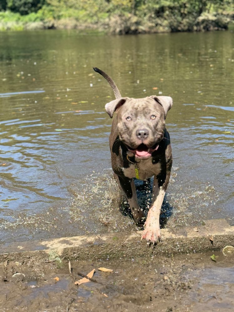 Hundetreffen-Training für mein Hund-Profilbild