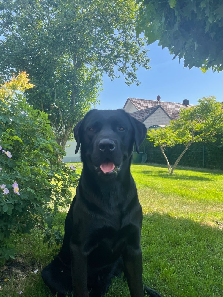 Hundetreffen-Gassi / Spielrunde-Profilbild