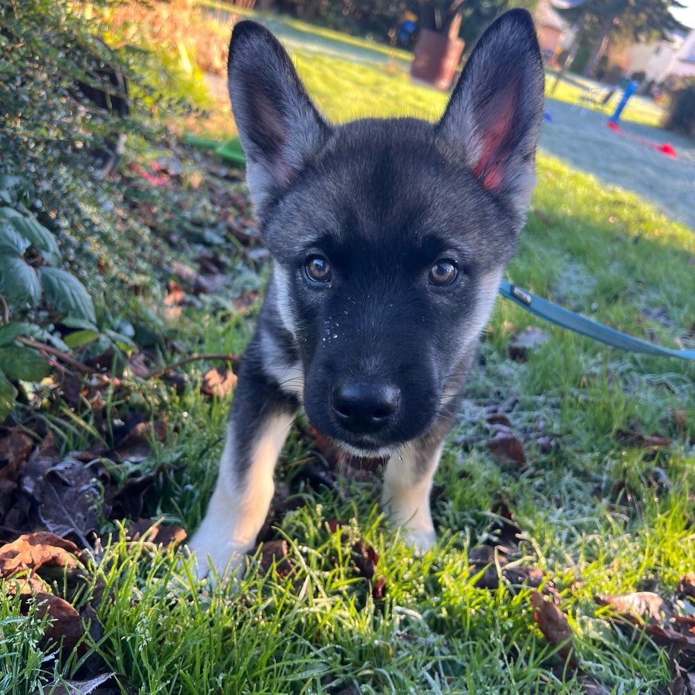 Hundetreffen-Welpentreffen in Zwickau-Profilbild