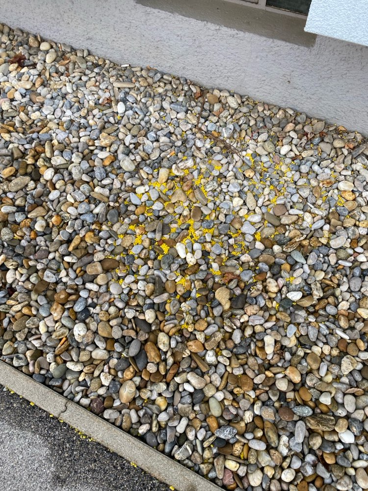 Giftköder-Mögliches Gift-Profilbild