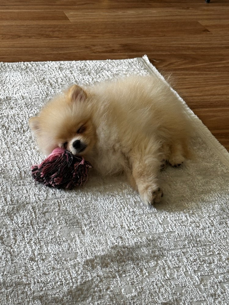 Hundetreffen-Welpentreff von Minirassen-Profilbild