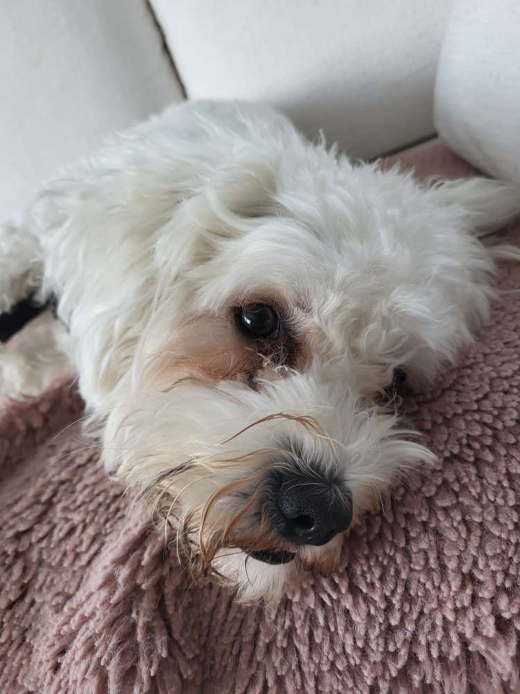 Hundetreffen-Treffen zum Spielen oder Gassigehen-Profilbild