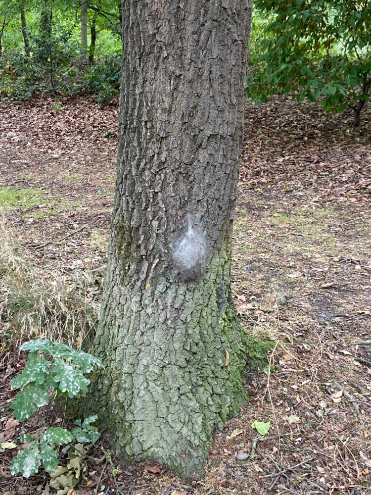 Giftköder-Eichenprozessionsspinner-Profilbild