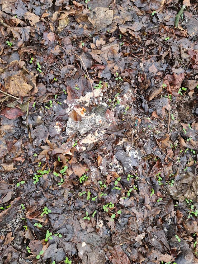 Giftköder-Evtl Giftköder-Profilbild