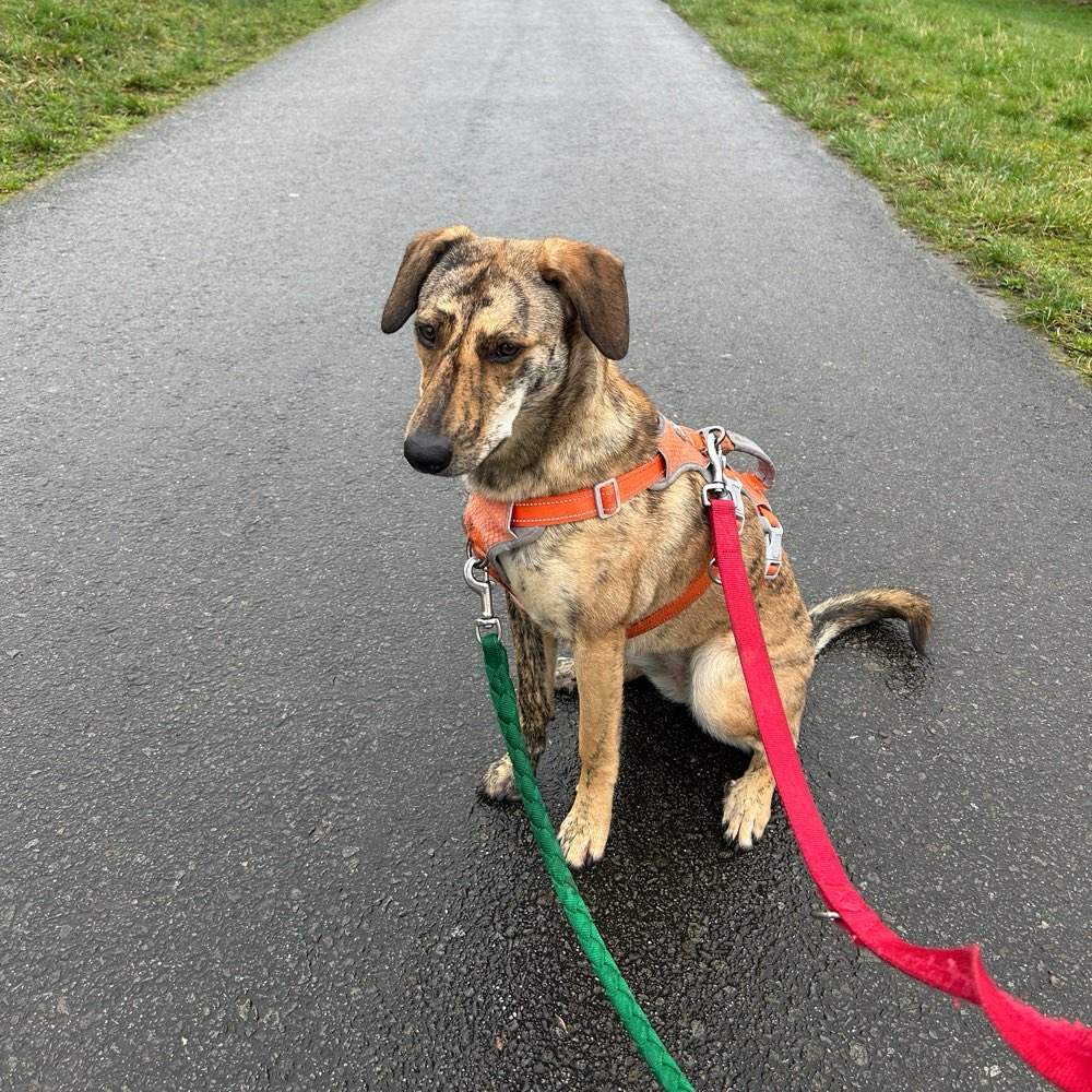 Hundetreffen-Junghund treffen zum spielen und toben-Profilbild