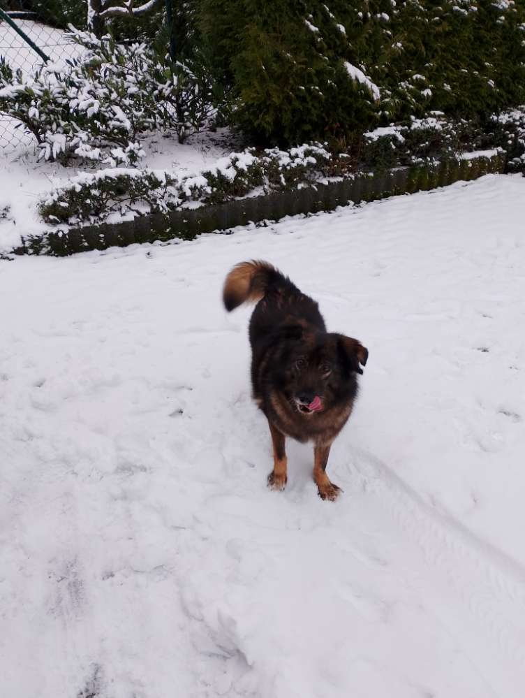 Hundetreffen-Seniorentreff-Profilbild