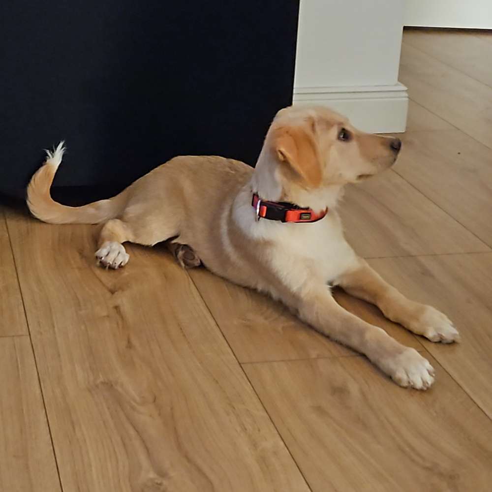 Hundetreffen-Suche Spiel- und Gassigehen Gefährte-Profilbild