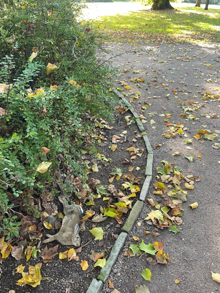 Giftköder-Totes Kaninchen im Schönwasserpark-Profilbild