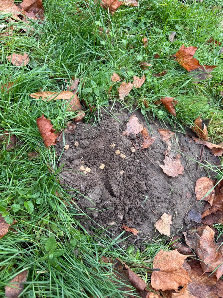 Giftköder-Eventuell Giftköder-Profilbild