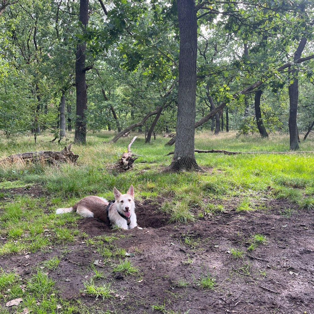 Hundetreffen-Hunde Freunde gesucht-Profilbild