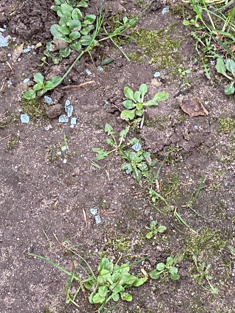 Giftköder-Glasscherben-Profilbild