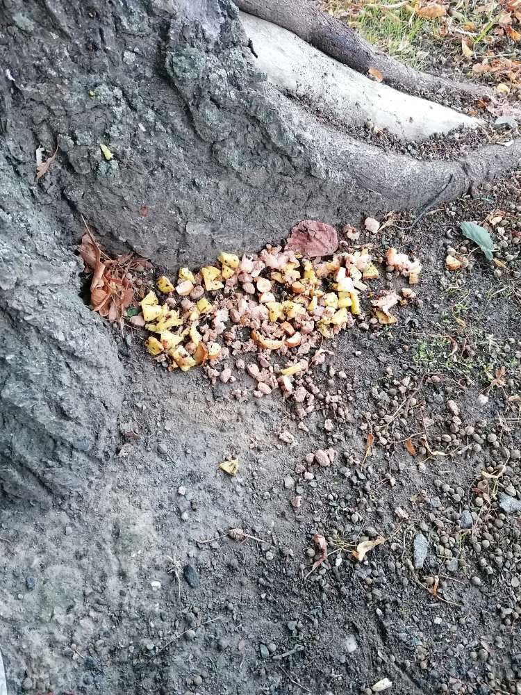 Giftköder-Essensreste an Bäumen präpariert-Profilbild