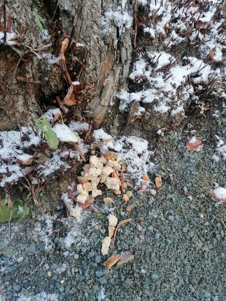 Giftköder-Essensreste - möglicher Giftköder-Profilbild