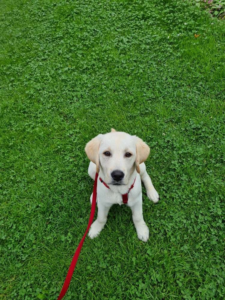 Hundetreffen-Charlie sucht einen Spielkameraden-Profilbild