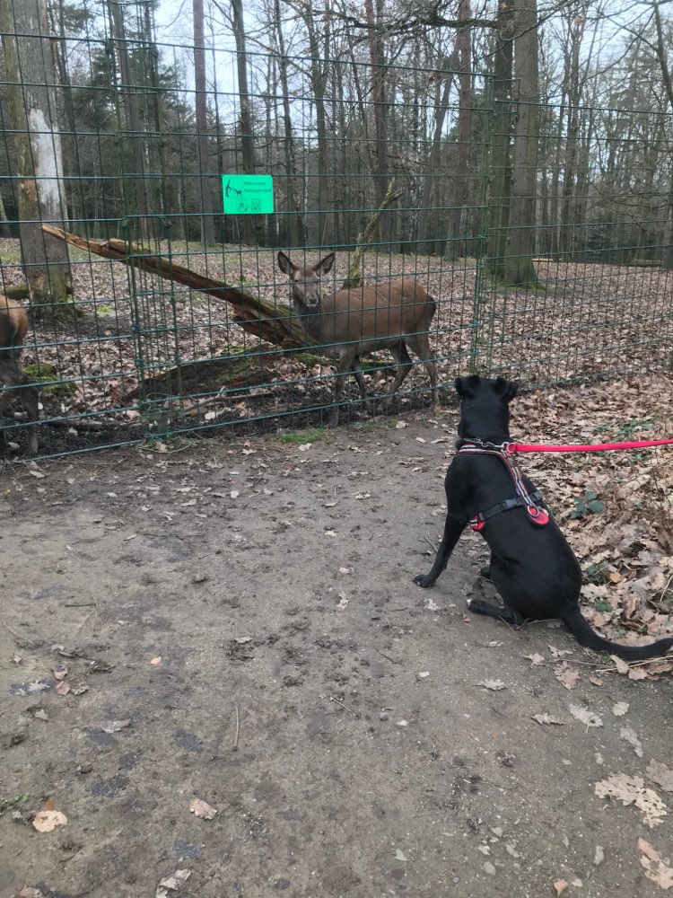 Hundetreffen-Kornwestheim Ludwigsburg-Profilbild