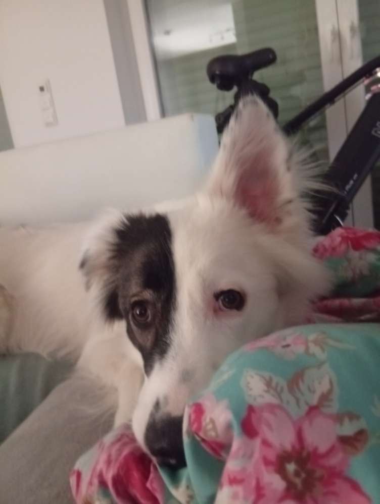 Hundetreffen-Spielen und Gassi-Profilbild