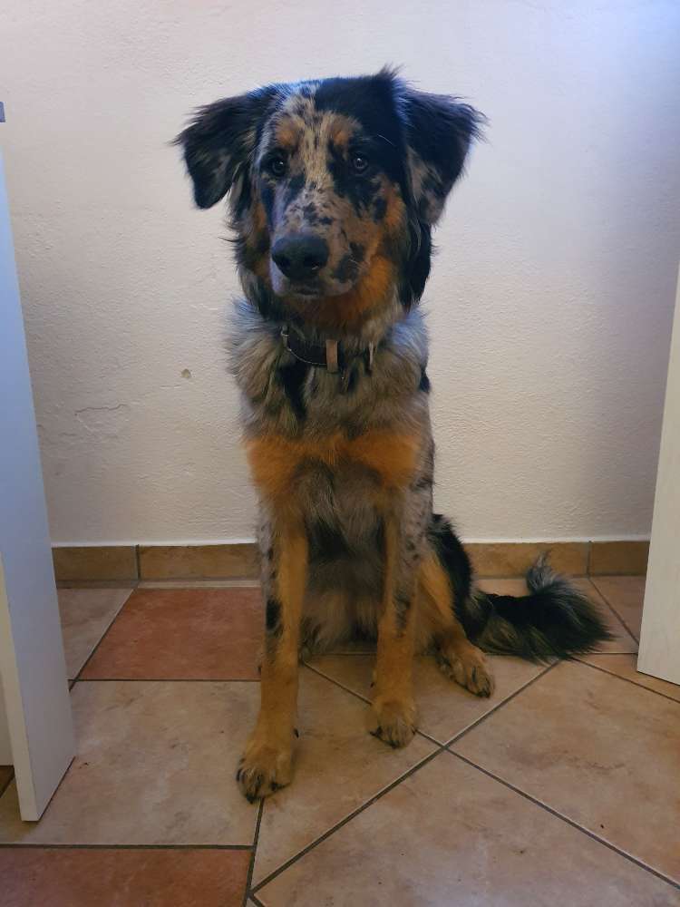 Hundetreffen-Gassi-Spiel Treffen-Profilbild